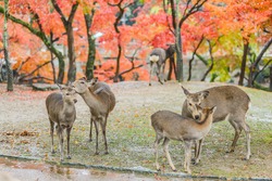 Sika Deers Roaming and Feeding at Autumn Raining Field, Nara Public Park, Nara, Japan