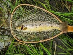 A brown trout that filled the net
