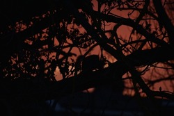 Silhouette of two gray squirrels mating at sunrise