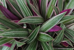 Tradescantia spathacea, moses in the cradle, is a herb in the Commelinaceae family. dewy leaves of tradescantia spathacea