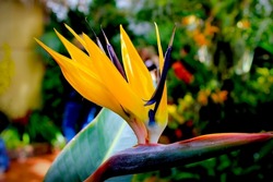 Bird of paradise flower close up