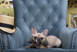 A bulldog dog in designer earrings lies on a cozy armchair in the living room next to a straw bowler hat and looks warily into the camera. Photo of a fashionable stylish dog at a fashion show.