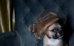 Stylish bulldog dog sits in a designer hat with a veil posing in a cozy chair during a fashion show. Studio photo of a French bulldog.