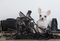 A small white Chihuahua dog sits on a table entangled in a thin black tape of a video cassette, and an old film camcorder stands nearby.