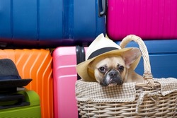 A charming dog of the French Bulldog breed sits in a wicker basket in front of several large suitcases of bright colors and waits for the start of the trip.
