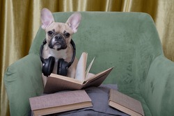 A bulldog dog is reading a book, and he has headphones hanging around his neck to listen to music in a cozy green armchair in the living room. Bulldog rests by reading literature and enjoying music.