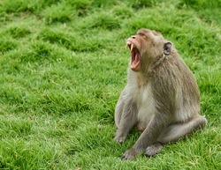 An angry monkey shows his scary teeth  in a threatening manner.