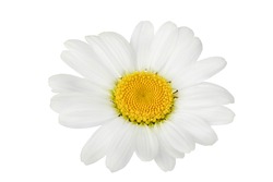 chamomile or daisies isolated on white background with clipping path. Set or collection.