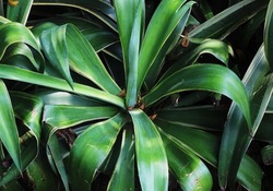 Agave americana is a plant native to Mexico, and several states of the United States.another name for this ornamental plant is Maguey, American aloe, sentry plant, century plant