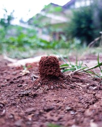 little ant house in red soil
