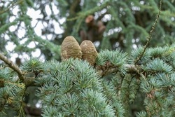 Details of two atlas cedar cones (Cedrus atlantica)