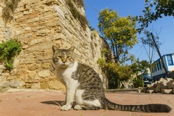 Stray cat in the Istanbul with the ancient walls of Constantinopole.