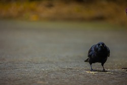Crow Standing Directly in Front of Camera Staring at Camera Man