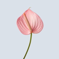 Isolated pink Anthurium on plain color background