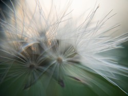 common dandelion weed grass MARCO DETAIL