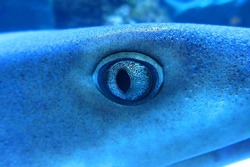 Shark's eye close-up in blue tones. The pupil is frighteningly beautiful. Predatory gaze of a dangerous animal. Reflections of fine scales in the foreground. Whitetip reef shark Triaenodon obesus.
