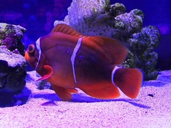 Spine-cheeked anemonefish Premnas biaculeatus, also known as the maroon clownfish. Marine fish.