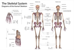 Human skeletal system. Infographic front view and back view, vector graphic illustration. Body bones and skull with names to study medical biology system isolated on white