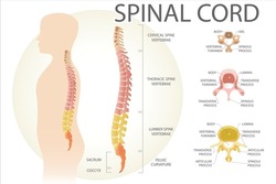 Spinal cord. Structure of spine segments. Medical vector illustration.