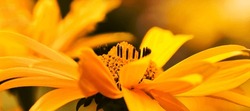 False Sunflower or Heliopsis helianthoides yellow summerflowers pano