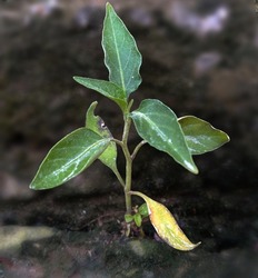 Closeup shot of young chilli Plant. Concept of farming. 
