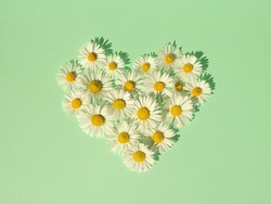 Heart made of daisies flowers against mint green background. Natural minimal concept. Creative spring idea. Flowers heart.