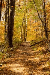 Hiking trail in the fall with yellow and orange leaves