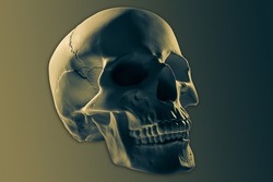 Bronze color gypsum human skull isolated on colorful background. Plaster sample model skull for students of art schools. Forensic science, anatomy and art education concept. Mockup for drawing design.