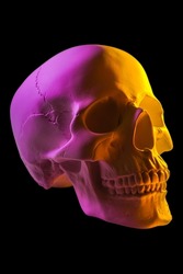 Pink yellow gypsum human skull isolated on black background. Plaster sample model skull for students of art schools. Forensic science, anatomy and art education concept. Mockup for drawing design.
