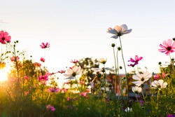 Cosmos flowers are blooming in sunset.