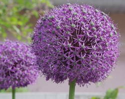 Allium bloom in spring. Purple flower of decorative onion, close up. Ball- shaped allium flower сan reach in diameter up to 15 centimeters. Planting of decorative onion for landscape design concept.