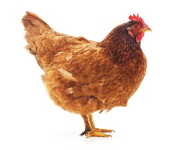 One brown chicken on a white background.