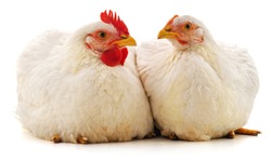 Cock and hen isolated on a white background.