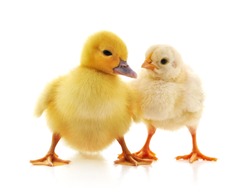 Small chicken and duck isolated on a white background.