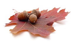 Three acorns on a brown leaf isolated on a white background.