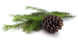 Cones and christmas tree isolated on a white background.