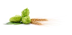 Fresh cones of hops and wheat isolated on a white background.
