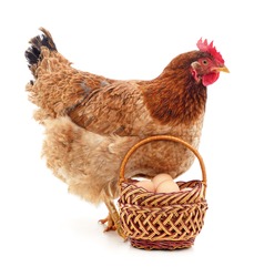 Chicken and a basket with eggs isolated on a white background.