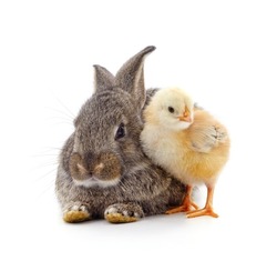 Chicken and rabbit isolated on a white background.