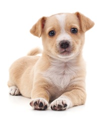 Brown puppy isolated on a white background.