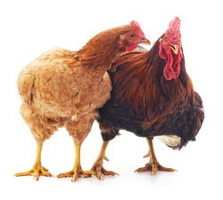 Hen and cock isolated on a white background.