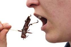 Person eating insects and isolated on white