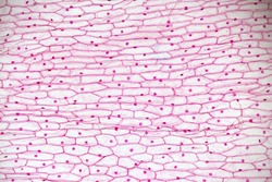 Cells of the onion skin - Allium cepa