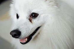 Сonjunctivitis eyes of white dog close-up. Sick dog with infected eyes. Veterenary concept.