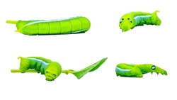 Caterpillar, Big green worm caterpillars animals isolated on a white background that can be easily used to make illustrations or designs