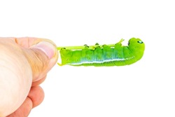 Caterpillar, Big green worm caterpillars animals isolated on a white background that can be easily used to make illustrations or designs