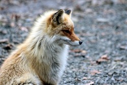 Animal photography photos about foxes