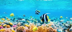 Beautifiul underwater panoramic view with tropical fish and coral reefs