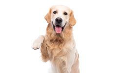 Golden retriever dog with paw up isolated on a white background