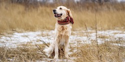 Golden retriever dog with scarf sitting in the winter field with dry grass in the background. Cute doggy walk with snow nature